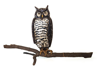 Owl