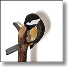 Robert Lavender Chicadee